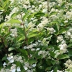 sadzonki - Hortensja bukietowa Prim'White Dolprim (Hydrangea paniculata Prim'White Dolprim)