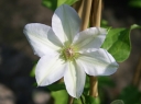 rośliny ogrodowe -  Powojnik wielkokwiatowy Jerzy Popiełuszko (Clematis Jerzy Popiełuszko)