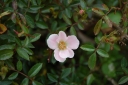 rośliny ozdobne - Róża okrywowa NOZOMI Rosa /C3
