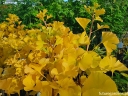 sadzonki - Miłorząb karłowy MARIKEN na PNIU Ginkgo biloba M. japoński C3/Pa60(80)cm *T68