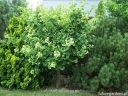 rośliny ozdobne - Miłorząb karłowy MARIKEN na PNIU Ginkgo biloba M. japoński C3/Pa60(80)cm *T68