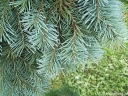 rośliny ozdobne - Daglezja płacząca GRACEFUL GRACE Pseudotsuga menziesii C5/40-50cm *70T