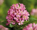 sadzonki -  Escallonia DART'S ROSY RED Eskalonia C5/50cm *57T