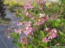 sadzonki - Escallonia DART'S ROSY RED Eskalonia C5/50cm *57T