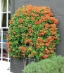 sadzonki - Ognik szkarłatny ORANGE CHARMER Pyracantha coccinea P15/100-120cm