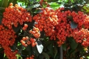 sklep ogrodniczy - Ognik szkarłatny ORANGE CHARMER Pyracantha coccinea P15/100-120cm