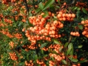 rośliny ozdobne - Ognik szkarłatny ORANGE CHARMER Pyracantha coccinea P15/100-120cm