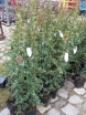 rośliny ogrodowe - Ognik szkarłatny ORANGE CHARMER Pyracantha coccinea P15/100-120cm