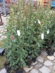 sadzonki - Ognik szkarłatny ORANGE CHARMER Pyracantha coccinea P15/100-120cm