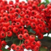 sadzonki -  Ognik szkarłatny RED CUSHION Pyracantha coccinea P15/40-50cm
