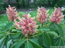 rośliny ozdobne - Kasztanowiec krwisty ROSEA NANA Aesculus pavia C5/Pa140(160)cm *6