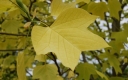 rośliny ozdobne -  Tulipanowiec amerykański Jackson (Liriodendron tulipifera) c5/60-100cm *11