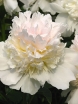 sklep ogrodniczy -  Piwonia TOP BRASS Peonia lactiflora /C3 *K16
