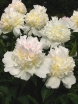 rośliny ogrodowe - Piwonia TOP BRASS Peonia lactiflora /C3 *K16