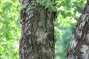 sklep ogrodniczy -  Brzoza nadrzeczna HERITAGE 'Cully' Betula nigra C3/60-100cm *6