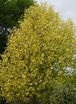 rośliny ozdobne - Tulipanowiec amerykański Jackson (Liriodendron tulipifera) c5/60-100cm *11