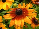 rośliny ozdobne -  Rudbekia dwukolorowa (Rudbeckia bicolor) /C2
