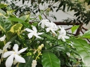 rośliny ogrodowe -  Jaśmin gwiazdkowy Trachelospermum jasminoides C2/20-30cm *K11