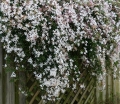 rośliny ozdobne - Jaśmin gwiazdkowy Trachelospermum jasminoides C2/20-30cm *K11