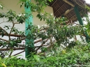 rośliny ozdobne - Jaśmin gwiazdkowy Trachelospermum jasminoides C2/20-30cm *K11