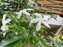 sadzonki - Jaśmin gwiazdkowy Trachelospermum jasminoides C2/20-30cm *K11