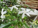 rośliny ogrodowe - Jaśmin gwiazdkowy Trachelospermum jasminoides C2/20-30cm *K11