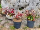 rośliny ozdobne - Jaśmin gwiazdkowy Trachelospermum jasminoides C2/20-30cm *K11