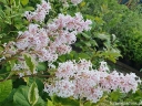 sadzonki  Lilak Wolfa 'Jacobsen's Pink Delight' Syringa wolfii C5/40-60cm *K8