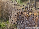 sadzonki - Rudbekia dwukolorowa (Rudbeckia bicolor) /C2