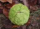 rośliny ogrodowe -  Żółtnica pomarańczowa syn.Cudrania Maclura pomifera C2/60-80cm *K13