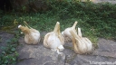 sadzonki - Czosnek słoniowy Elephant garlic Allium ampeloprasum - w doniczce C2