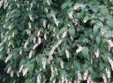 rośliny ogrodowe -  Neillia uekii (BIAŁA) C2/60cm *28T