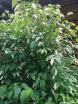 rośliny ozdobne - Neillia uekii (BIAŁA) C2/60cm *28T