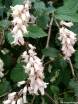 rośliny ozdobne - Neillia uekii (BIAŁA) C2/60cm *28T