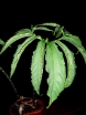 rośliny ozdobne - Pałczycha kroplista Sauromatum venosum /C2 *T34