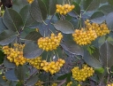 sadzonki -  Ehretia dicksonii C2/60cm *TS/L