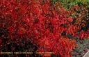 sklep ogrodniczy - Trzmielina Hamiltona INDIAN SUMMER Euonymus hamiltonianus C2/80-100cm *18
