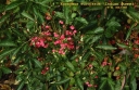 rośliny ozdobne - Trzmielina Hamiltona INDIAN SUMMER Euonymus hamiltonianus C2/80-100cm *18