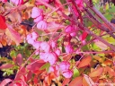 sklep ogrodniczy - Trzmielina Hamiltona INDIAN SUMMER Euonymus hamiltonianus C2/80-100cm *18