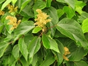 rośliny ogrodowe -  Mallotus japonicus syn.Croton japonicum C4/60-80cm *K8
