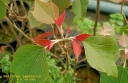 sklep ogrodniczy - Mallotus japonicus syn.Croton japonicum C4/60-80cm *K8