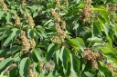 rośliny ozdobne - Mallotus japonicus syn.Croton japonicum C4/60-80cm *K8