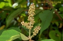 rośliny ozdobne - Mallotus japonicus syn.Croton japonicum C4/60-80cm *K8