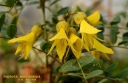 rośliny ozdobne -  Sophora macrocarpa C2/80-100cm *10