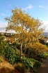 rośliny ozdobne - Sophora macrocarpa C2/80-100cm *10