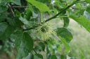 rośliny ogrodowe - Żółtnica pomarańczowa syn.Cudrania Maclura pomifera C2/60-80cm *K13