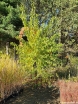 sadzonki - Żółtnica pomarańczowa syn.Cudrania Maclura pomifera C2/60-80cm *K13