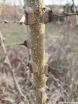 rośliny ozdobne - Żółtnica pomarańczowa syn.Cudrania Maclura pomifera C2/60-80cm *K13