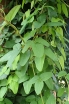sklep ogrodniczy - Akebia trifoliata BIG FRUIT C2/60-80cm *13