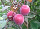 rośliny ozdobne -  Śliwa wiśniowa Hollywood (Prunus cerasifera Hollywood)- f.krzew C5/120cm